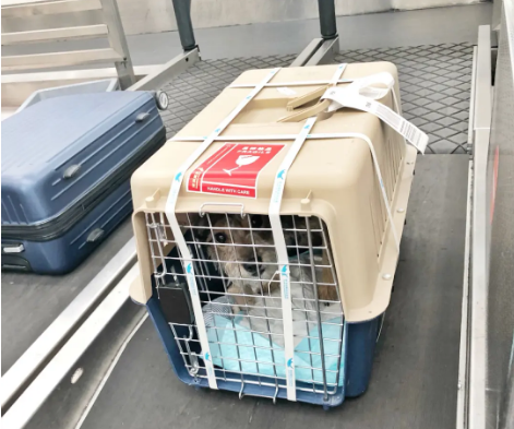 普陀宠物托运 宠物托运公司 机场宠物托运 宠物空运
